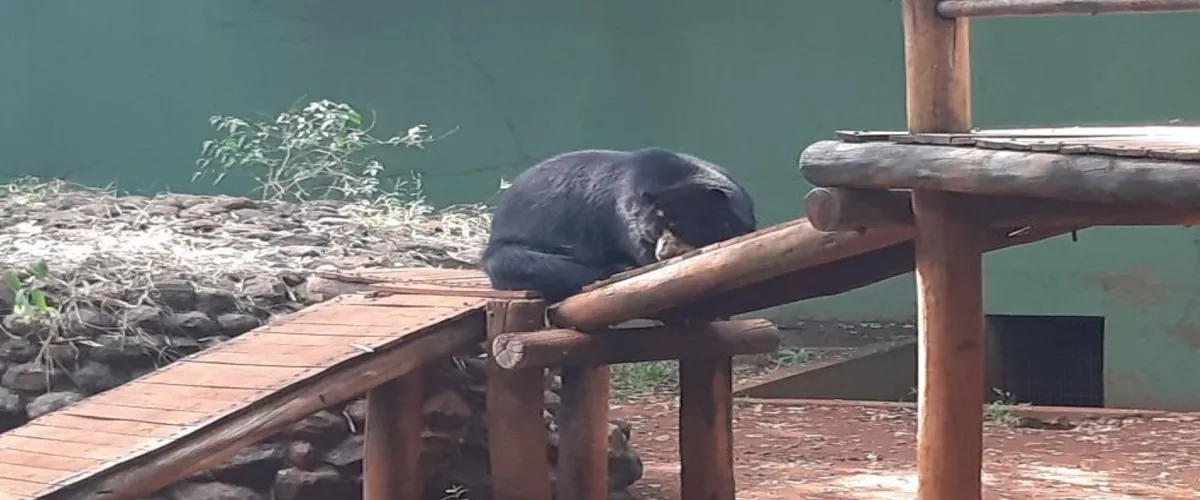 Foto 4 Bosque Zoo Fabio Barreto
