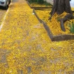 Foto 2 Avenida 9 de Julho