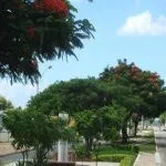 Foto 4 Monumento Jaci Flores
